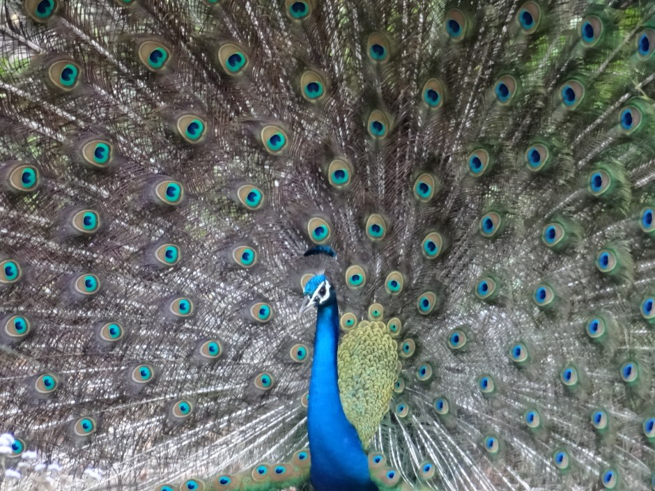 Peacock