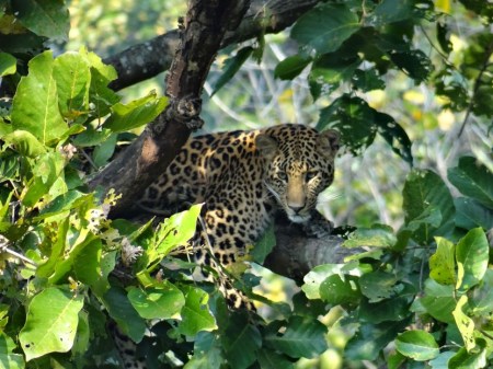 Representation Image Only