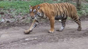 Zone 7 Togress Ranthambore; Photo by M. Karthikeyan
