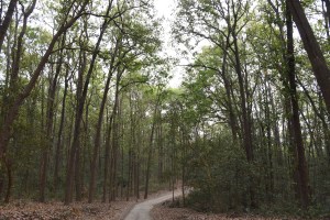 Sal Forest, Jim Corbett National Park, India