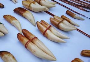 Tiger parts seizure image; courtesy: TRAFFIC