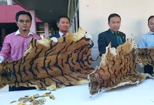 Tiger parts seizure image; courtesy: TRAFFIC