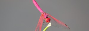 Trithemis_aurora; courtesy ZSI