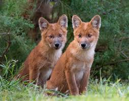 dhole
