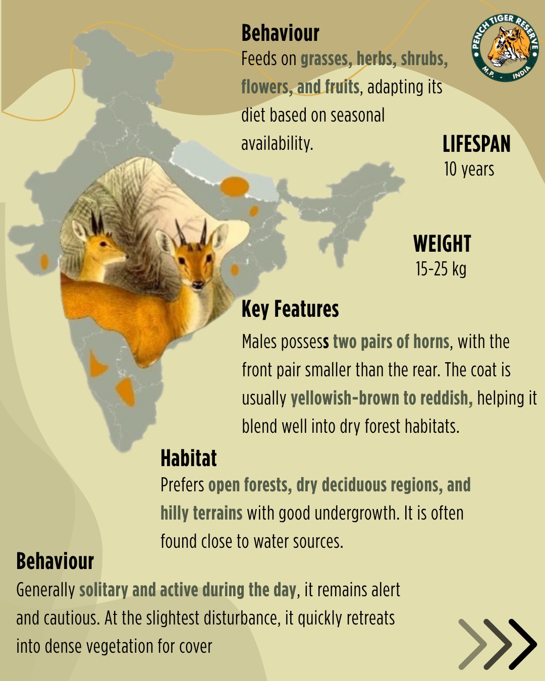 Four-horned antelope Chousingha infographic — Pench Tiger Reserve